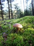 Ąāņīš: juraciukasl
Dydis: 360x480, 103308 baitų
Atnaujinta: 31-10-2007, 12:18
Peržiūrų: išj
''Už'' balsavo: 9
Reitingas: 0.99