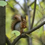 : vilniusss 
Dydis: 640x640, 62804 bait 
Atnaujinta: 31-10-2007, 14:37
Perir: ij
''U'' balsavo: 80
Reitingas: 8.79
Viso: I vieta