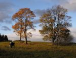 Ąāņīš: Valerija
Dydis: 638x492, 116734 baitų
Atnaujinta: 05-11-2007, 14:29
Peržiūrų: išj
''Už'' balsavo: 20
Reitingas: 2.2