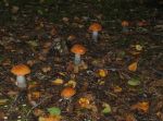 Ąāņīš:
Dydis: 640x473, 77550 baitų
Atnaujinta: 07-11-2007, 22:50
Peržiūrų: išj
''Už'' balsavo: 16
Reitingas: 1.76