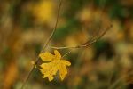 Ąāņīš:
Dydis: 600x400, 69767 baitų
Atnaujinta: 08-11-2007, 18:25
Peržiūrų: išj
''Už'' balsavo: 8
Reitingas: 0.88