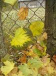 Ąāņīš:
Dydis: 480x640, 69565 baitų
Atnaujinta: 20-10-2008, 15:10
Peržiūrų: išj
''Už'' balsavo: 1
Reitingas: 0.11