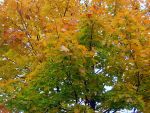 Ąāņīš:
Dydis: 640x480, 108856 baitų
Atnaujinta: 26-10-2008, 14:39
Peržiūrų: išj
''Už'' balsavo: 0
Reitingas: 0