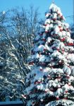 Ąāņīš: JuicyCherry
Dydis: 447x640, 88654 baitų
Atnaujinta: 29-01-2009, 18:37
Peržiūrų: išj
''Už'' balsavo: 5
Reitingas: 0.18