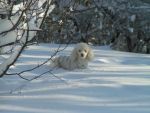 Ąāņīš: Ms.Snow
Dydis: 628x471, 65594 baitų
Atnaujinta: 03-02-2009, 21:12
Peržiūrų: išj
''Už'' balsavo: 2
Reitingas: 0.07