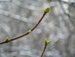 Ąāņīš: Tessa_i.p.
Dydis: 640x480, 27944 baitų
Atnaujinta: 03-03-2009, 21:44
Peržiūrų: išj
''Už'' balsavo: 0
Reitingas: 0