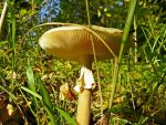Ąāņīš:
Dydis: 640x480, 89491 baitų
Atnaujinta: 25-11-2010, 12:34
Peržiūrų: išj
''Už'' balsavo: 1
Reitingas: 0.22