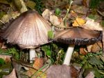Ąāņīš: Papugele
Dydis: 640x480, 82249 baitų
Atnaujinta: 26-11-2010, 20:40
Peržiūrų: išj
''Už'' balsavo: 2
Reitingas: 0.43