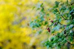 Ąāņīš:
Dydis: 640x428, 47397 baitų
Atnaujinta: 30-11-2010, 18:31
Peržiūrų: išj
''Už'' balsavo: 8
Reitingas: 1.72