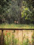 Ąāņīš: Fedes
Dydis: 480x640, 93947 baitų
Atnaujinta: 23-08-2012, 15:24
Peržiūrų: išj
''Už'' balsavo: 12
Reitingas: 3.25