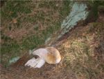 Ąāņīš: merga
Dydis: 500x375, 61477 baitų
Atnaujinta: 16-10-2013, 9:22
Peržiūrų: išj
''Už'' balsavo: 0
Reitingas: 0