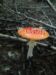 Ąāņīš: IevuteDiana
Dydis: 384x512, 73997 baitų
Atnaujinta: 16-10-2013, 19:11
Peržiūrų: išj
''Už'' balsavo: 1
Reitingas: 0.26