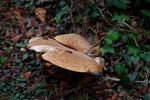 Ąāņīš:
Dydis: 640x425, 62695 baitų
Atnaujinta: 18-10-2013, 12:32
Peržiūrų: išj
''Už'' balsavo: 0
Reitingas: 0