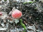 Ąāņīš: ugnieska22
Dydis: 480x360, 128564 baitų
Atnaujinta: 21-10-2013, 17:31
Peržiūrų: išj
''Už'' balsavo: 2
Reitingas: 0.52