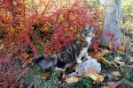 Ąāņīš: busycat
Dydis: 640x427, 103574 baitų
Atnaujinta: 13-11-2013, 22:02
Peržiūrų: išj
''Už'' balsavo: 11
Reitingas: 3.85