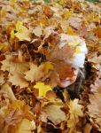 Ąāņīš: Veitė
Dydis: 487x640, 71918 baitų
Atnaujinta: 14-11-2013, 9:27
Peržiūrų: išj
''Už'' balsavo: 0
Reitingas: 0