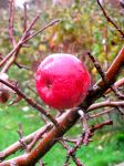 Ąāņīš: tofista
Dydis: 480x640, 63812 baitų
Atnaujinta: 15-11-2013, 17:26
Peržiūrų: išj
''Už'' balsavo: 5
Reitingas: 1.75
