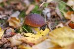 Ąāņīš: Uliuliuska
Dydis: 640x428, 139534 baitų
Atnaujinta: 17-11-2013, 23:03
Peržiūrų: išj
''Už'' balsavo: 4
Reitingas: 1.4