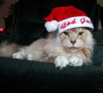 Ąāņīš: busycat
Dydis: 371x337, 61282 baitų
Atnaujinta: 24-12-2013, 18:49
Peržiūrų: išj
''Už'' balsavo: 6
Reitingas: 1.51