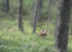 Ąāņīš: Stiprioji
Dydis: 640x462, 28910 baitų
Atnaujinta: 03-06-2014, 17:17
Peržiūrų: išj
''Už'' balsavo: 9
Reitingas: 3.31