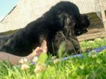 Ąāņīš: Lapelokė
Dydis: 640x480, 54939 baitų
Atnaujinta: 09-07-2014, 15:51
Peržiūrų: išj
''Už'' balsavo: 0
Reitingas: 0