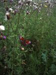 Ąāņīš: Dzenete
Dydis: 480x640, 81647 baitų
Atnaujinta: 28-08-2014, 8:09
Peržiūrų: išj
''Už'' balsavo: 4
Reitingas: 1.29