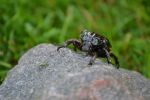 Ąāņīš: eliss
Dydis: 640x427, 145255 baitų
Atnaujinta: 30-08-2014, 18:00
Peržiūrų: išj
''Už'' balsavo: 0
Reitingas: 0