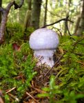 Ąāņīš: dindriux
Dydis: 522x640, 74545 baitų
Atnaujinta: 30-08-2014, 18:01
Peržiūrų: išj
''Už'' balsavo: 2
Reitingas: 0.65