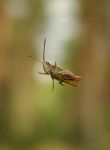Ąāņīš: rastafarinas
Dydis: 470x640, 15878 baitų
Atnaujinta: 30-08-2014, 18:02
Peržiūrų: išj
''Už'' balsavo: 9
Reitingas: 2.91