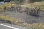 Ąāņīš: Žiba
Dydis: 640x427, 67230 baitų
Atnaujinta: 31-08-2014, 9:15
Peržiūrų: išj
''Už'' balsavo: 2
Reitingas: 0.65