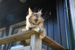 Ąāņīš: busycat
Dydis: 640x427, 38401 baitų
Atnaujinta: 30-03-2015, 14:40
Peržiūrų: išj
''Už'' balsavo: 67
Reitingas: 26.69
Viso: I vieta
