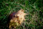Ąāņīš: rastafarinas
Dydis: 400x266, 103534 baitų
Atnaujinta: 16-10-2015, 16:36
Peržiūrų: išj
''Už'' balsavo: 1
Reitingas: 0.5