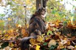 Ąāņīš: busycat
Dydis: 640x427, 81086 baitų
Atnaujinta: 17-10-2015, 23:10
Peržiūrų: išj
''Už'' balsavo: 15
Reitingas: 7.46
Viso: III vieta