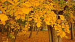 Ąāņīš: Laukinė orchidėja
Dydis: 640x360, 212676 baitų
Atnaujinta: 18-10-2015, 11:46
Peržiūrų: išj
''Už'' balsavo: 14
Reitingas: 6.97